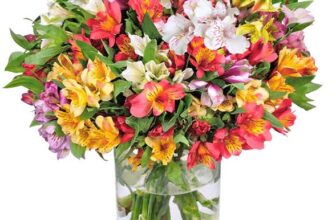 Blumenstrauß mit 33 Inkalilien (bis zu 200 Blüten) für 29,48€