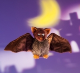 Schaffer 05301-3 Fledermaus „Dragomir“ für 11,78 Euro